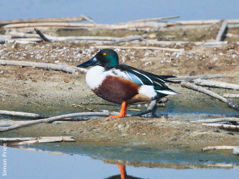 Northern Shoveler (Male)