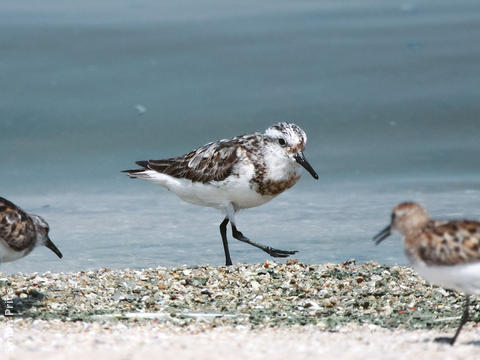 Sanderling 