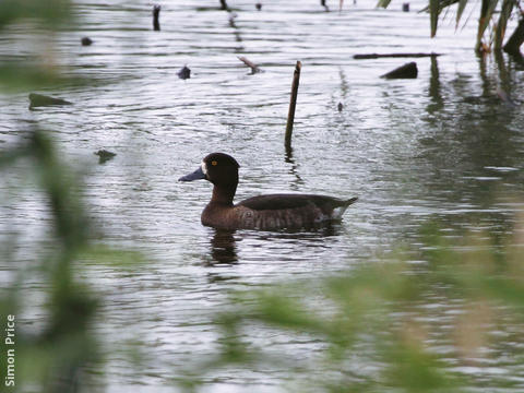 Tufted Duck (Female)