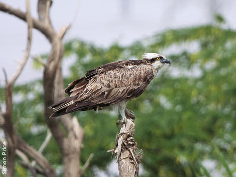 Western Osprey (Immature)