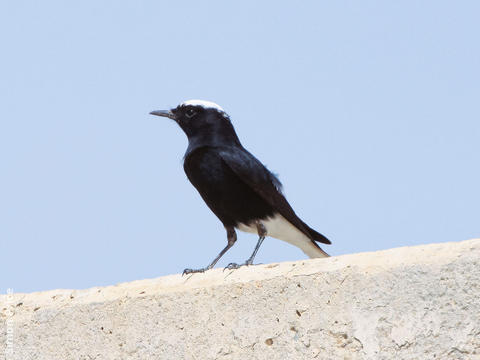 White-crowned Wheatear (Spring)