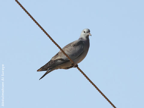 Stock Dove