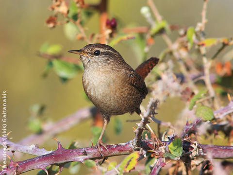 Winter Wren (GREECE)