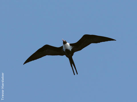 Lesser Frigatebird (Female, SOUTH AFRICA)