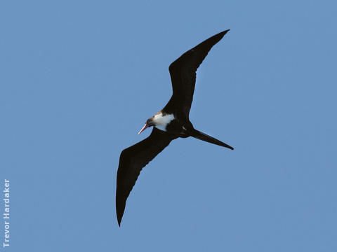 Lesser Frigatebird (Female, SOUTH AFRICA)