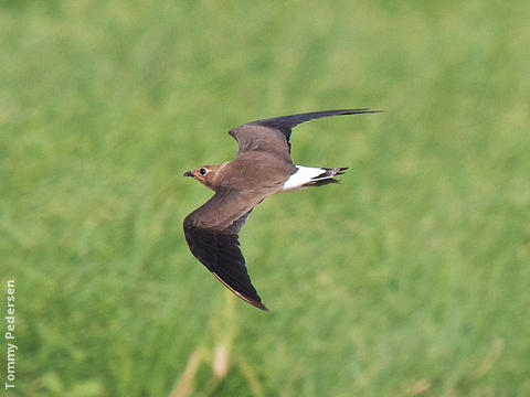 Oriental Pratincole (Immature, UAE)