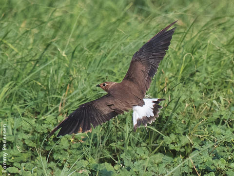 Oriental Pratincole (Immature, UAE)