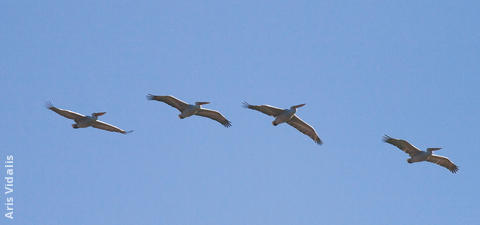 Dalmatian Pelicans (GREECE)