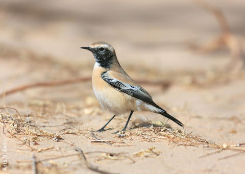 Desert Wheatear (Male winter)