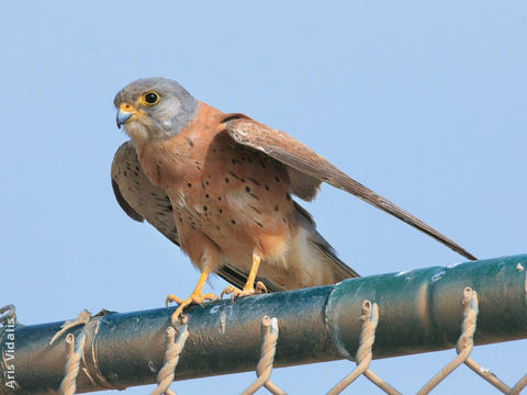 Lesser Kestrel (Male)