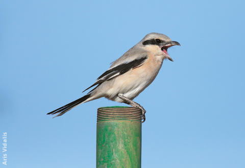 Mauryan Grey Shrike (Winter)