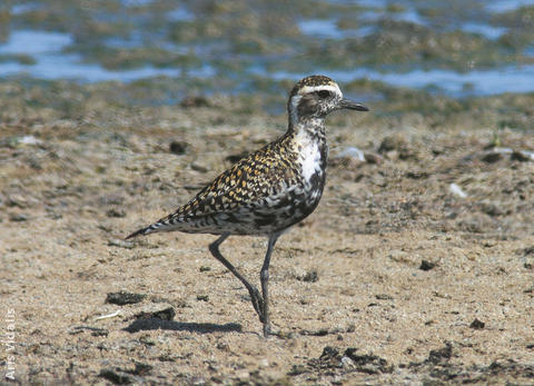 Pacific Golden Plover (OMAN)