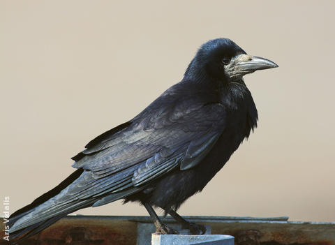 Rook (UK)