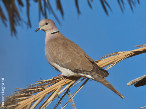 African Collared Dove (EGYPT)