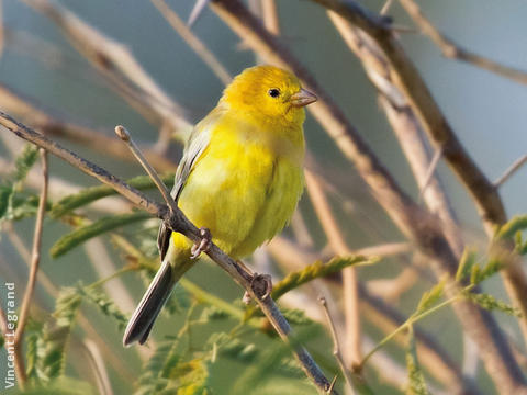 Arabian Golden Sparrow (Male)