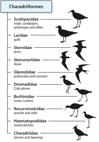 Taxonomic divisions to the family level within the order Charadriiformes (the gulls and waders)