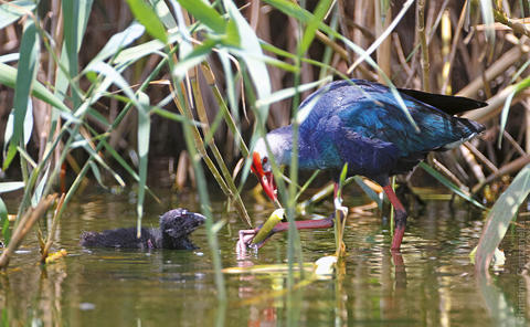 The Purple Swamphen is a rare breeder in the Western Palearctic. A few pairs nest in Kuwait. (photo by Christine Canzanella)