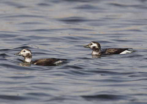 Long Tailed Ducks - observed in Kuwait for the first time in November 2012 (MP)
