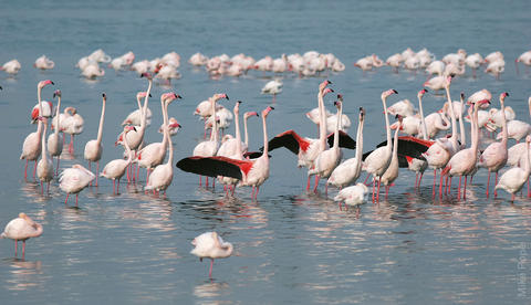 Greater Flamingos in Sulaibikhat Bay (photo by Mike Pope)