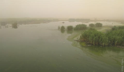 Jahra Pool Reserve, a refuge for migrants, in a sandstorm (photo by Mike Pope)