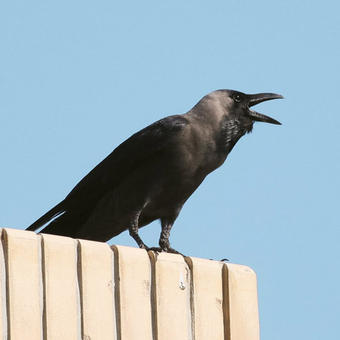 Crows - Jays