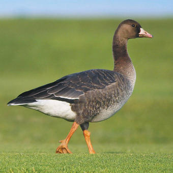 Ducks - Geese - Swans