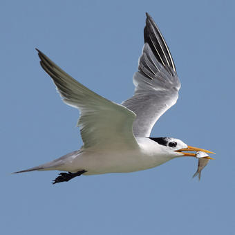 Gulls - Terns - Skimmers