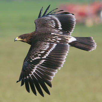 Kites - Hawks - Eagles