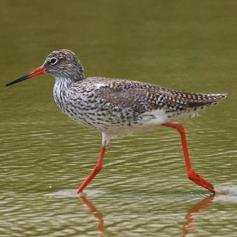 Sandpipers - Snipes