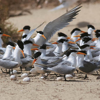 Lesser Crested Terns colony in Kubbar (photo by Mike Pope)