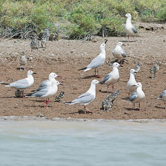 Slender-billed Gulls breeding on Bubiyan Island (photo by Mike Pope)