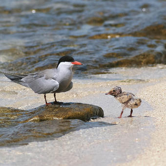 White-cheecked Tern with chick on islet colony (photo by Mike Pope)
