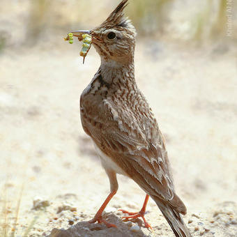 Crested Lark carrying food to it’s nest (photo by Khaled Al Nasrallah)