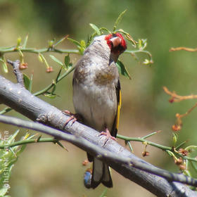 Eastern Goldfinch (INDIA)