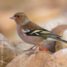 Common Chaffinch (Male winter, ITALY)