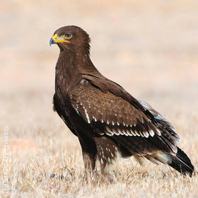 Lesser Spotted Eagle (Immature, OMAN)