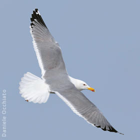 Steppe Gull (Spring)