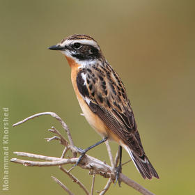Whinchat (Male breeding plumage)