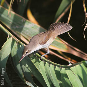 Basra Reed Warbler