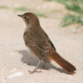 Common Nightingale 