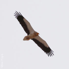 Egyptian Vulture