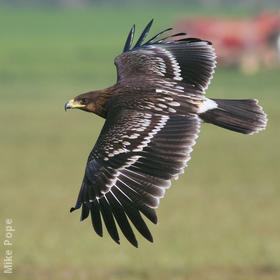 Greater Spotted Eagle (Juvenile)