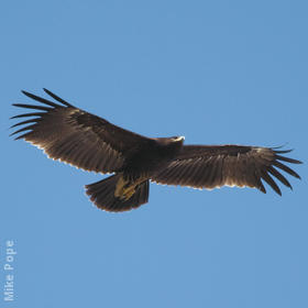 Greater Spotted Eagle