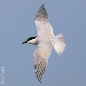 Gull-billed Tern (Breeding plumage)