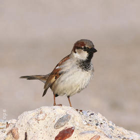 House Sparrow (Male winter)