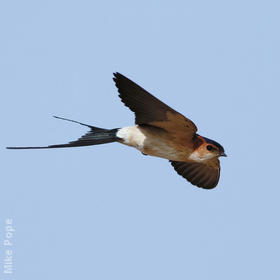 Red-rumped Swallow (Male)