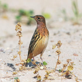 Red-throated Pipit (Spring)