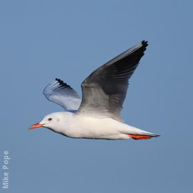 Slender-billed Gull (Winter)