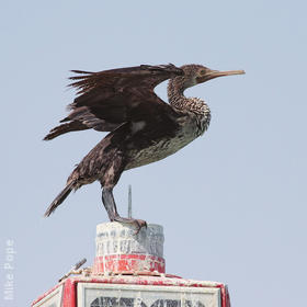 Socotra Cormorant (Immature)