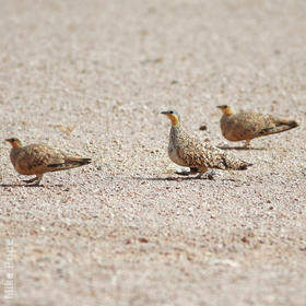 Spotted Sandgrouse (Males, OMAN)